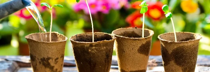 Fünf kleine Pflänzchen werden mit einer Gießkanne gegossen